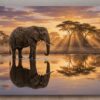 XXL Leinwandbild Elefant bei Sonnenuntergang - Tiermotiv