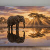 XXL Leinwandbild Elefant bei Sonnenuntergang - Tiermotiv